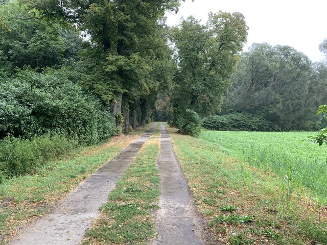 Umgebung - Teilweise vertragslos genutzte Wald-/Gehölzfläche **nahe dem Baggersee & dem Schloss Gusow**