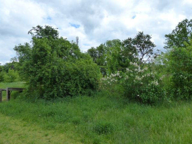 Blick auf Verkaufsfläche und Umgebung - Vertragsfreies Grundstück lt. FNP teilweise Wohnbaufläche im südlichen ´Berliner Speckgürtel´