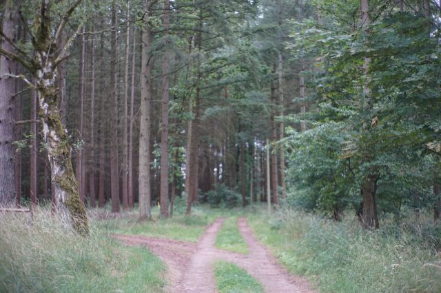 Zuwegung - 23,6 ha große Waldfläche nebst Wohngebäude, Garage und Scheune **vertragsfrei**