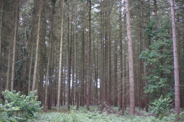 Baumbestand - 23,6 ha große Waldfläche nebst Wohngebäude, Garage und Scheune **vertragsfrei**