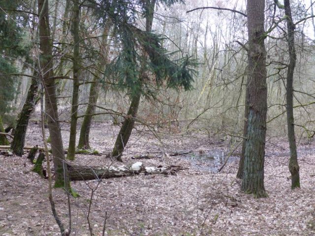 Biotop - 23,6 ha große Waldfläche nebst Wohngebäude, Garage und Scheune **vertragsfrei**