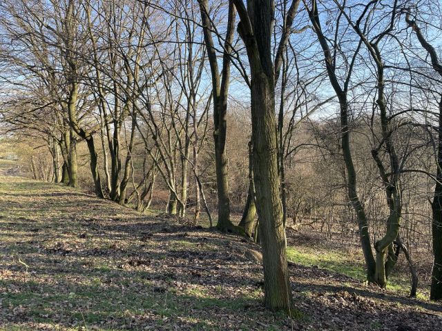 Blick auf Verkaufsfläche und Umgebung - Naturbelassene Gehölz- und Grünfläche in Oschatz zwischen Dresden und Leipzig