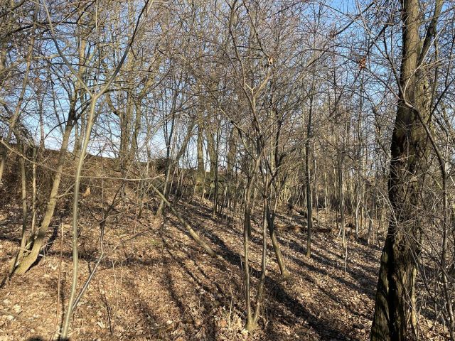 Blick auf Verkaufsfläche und Umgebung - Naturbelassene Gehölz- und Grünfläche in Oschatz zwischen Dresden und Leipzig