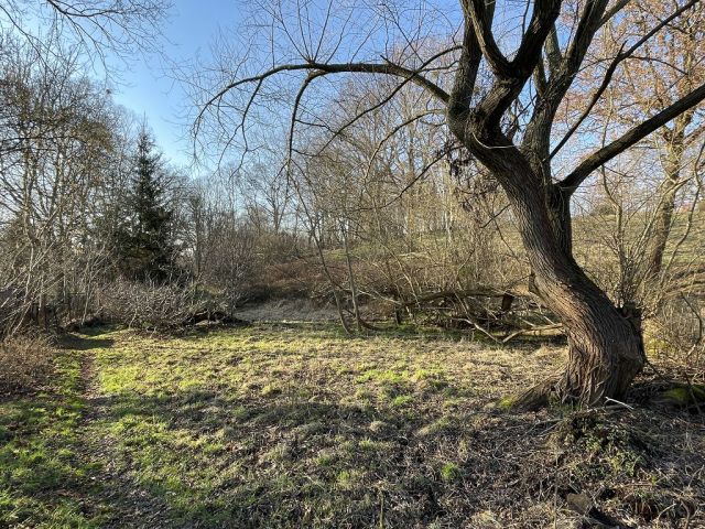 Blick auf Verkaufsfläche und Umgebung - Naturbelassene Gehölz- und Grünfläche in Oschatz zwischen Dresden und Leipzig