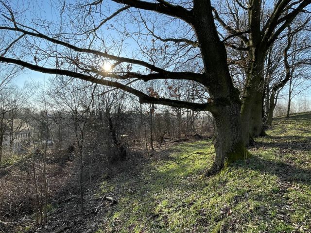 Blick auf Verkaufsfläche und Umgebung - Naturbelassene Gehölz- und Grünfläche in Oschatz zwischen Dresden und Leipzig
