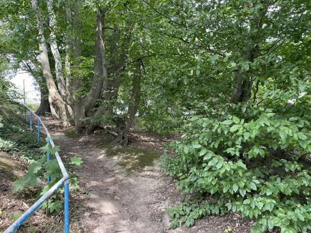 Blick auf Zuwegung und Umgebung - Naturbelassene Gehölz- und Grünfläche in Oschatz zwischen Dresden und Leipzig