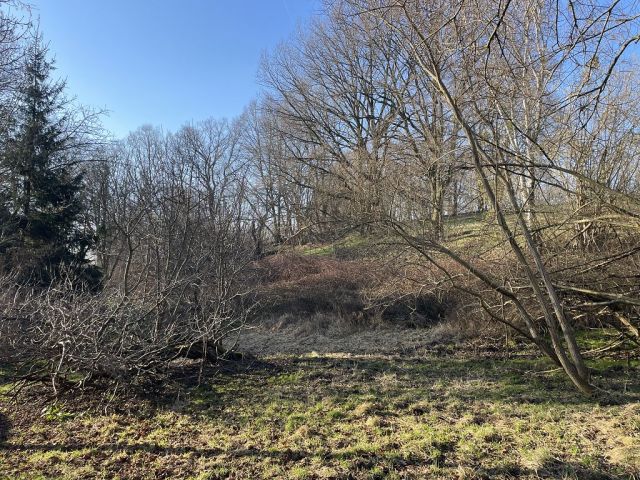 Blick auf Verkaufsfläche und Umgebung - Naturbelassene Gehölz- und Grünfläche in Oschatz zwischen Dresden und Leipzig