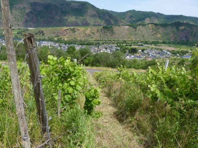 Blick von der Verkaufsfläche in die Umgebung (ältere Aufnahme) - Weinberg in Eigenbewirtschaftung im Moseltal gegenüber dem Bremmer Calmont *sofortige Nutzung möglich*