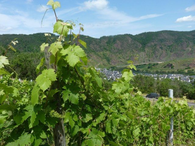 Blick in die Umgebung vom Flurstück (ältere Aufnahme) - Weinberg in Eigenbewirtschaftung im Moseltal gegenüber dem Bremmer Calmont *sofortige Nutzung möglich*