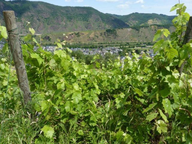 Blick von der Verkaufsfläche in die Umgebung (ältere Aufnahme) - Weinberg in Eigenbewirtschaftung im Moseltal gegenüber dem Bremmer Calmont *sofortige Nutzung möglich*