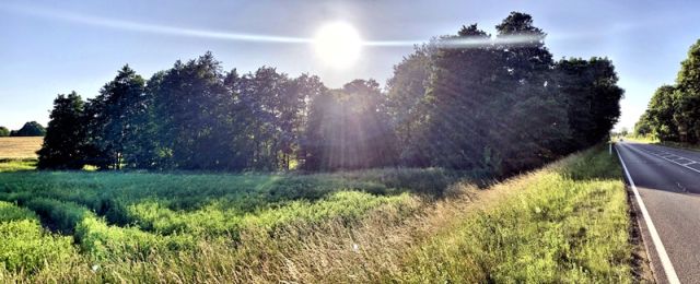 Blick Richtung Verkaufsfläche und auf die Umgebung - Vertragsfreies Freizeit- und Waldgrundstück zwischen Stralsund und Greifswald ca. 5 Autominuten bis zur Autofähre nach Rügen