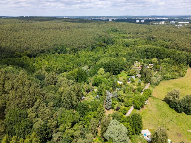 Mischwald in direkter Nachbarschaft von Wochenendhäusern am Potsdamer Stadtrand