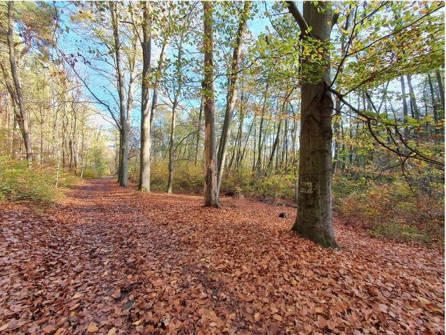 Blick auf die Umgebung und den Waldweg vor der Verkaufsfläche - Mischwald in direkter Nachbarschaft von Wochenendhäusern am Potsdamer Stadtrand