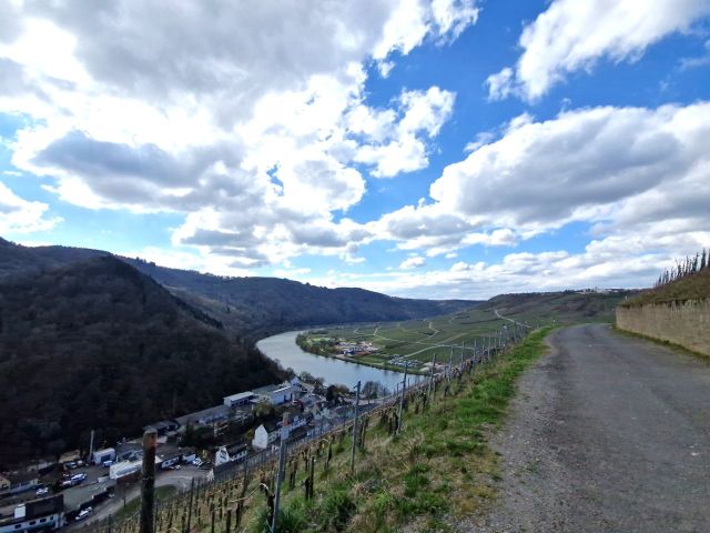 Blick auf die Umgebung - Vertragsfreies, naturbelassenes Weinberggrundstück auf dem Doktorberg in Zell (Mosel)