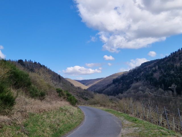Blick auf die Umgebung - Vertragsfreies, naturbelassenes Weinberggrundstück auf dem Doktorberg in Zell (Mosel)