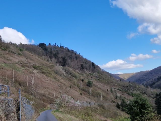 Blick auf die Umgebung und vergleichbare Flächen - Vertragsfreies, naturbelassenes Weinberggrundstück auf dem Doktorberg in Zell (Mosel)