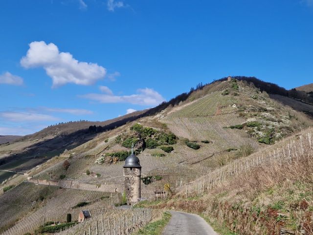 Blick auf die Umgebung - Vertragsfreies Weinberggrundstück mit pilzwiderstandsfähigen Rebstöcken (PIWI) bestockt im Weinort Zell (Mosel)