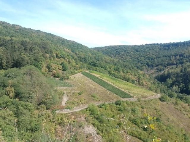 Blick Richtung Verkaufsfläche und auf die Umgebung - Vertragsfreies Weinberggrundstück mit pilzwiderstandsfähigen Rebstöcken (PIWI) bestockt im Weinort Zell (Mosel)