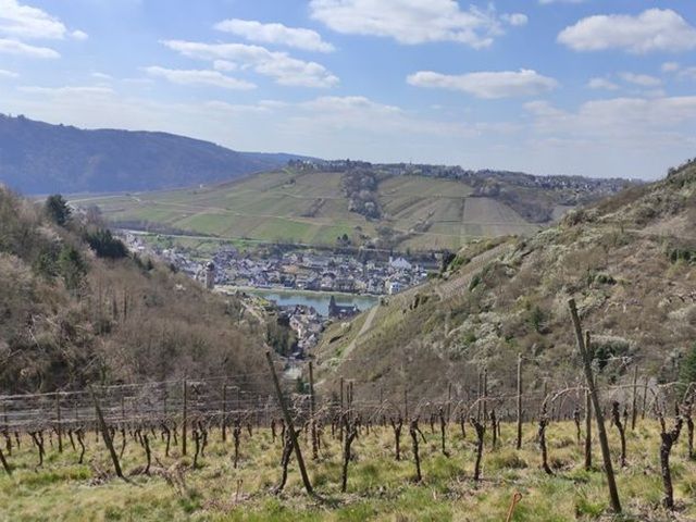 Blick auf Verkaufsfläche und Umgebung - Vertragsfreies Weinberggrundstück mit pilzwiderstandsfähigen Rebstöcken (PIWI) bestockt im Weinort Zell (Mosel)