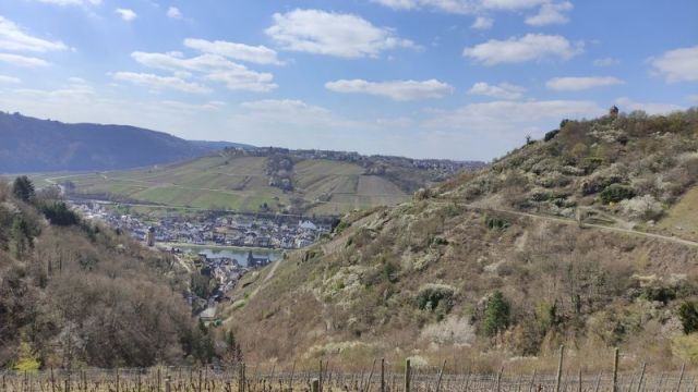 Blick von der Verkaufsfläche auf die Umgebung - Vertragsfreies Weinberggrundstück mit pilzwiderstandsfähigen Rebstöcken (PIWI) bestockt im Weinort Zell (Mosel)