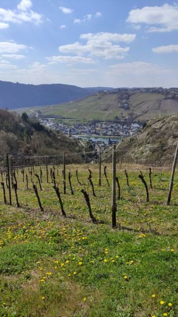 Blick auf Verkaufsfläche und Umgebung - Vertragsfreies Weinberggrundstück mit pilzwiderstandsfähigen Rebstöcken (PIWI) bestockt im Weinort Zell (Mosel)