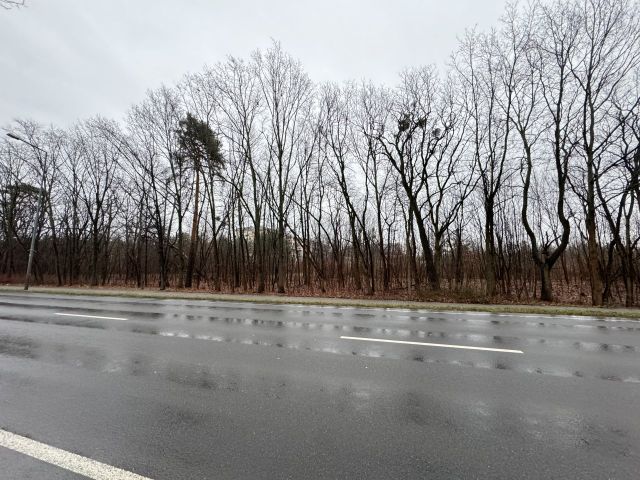 Blick auf die Verkaufsfläche und Umgebung - Teil eines mit Bäumen und Sträuchern bewachsenen Grünzuges an der B97 in Hoyerswerda