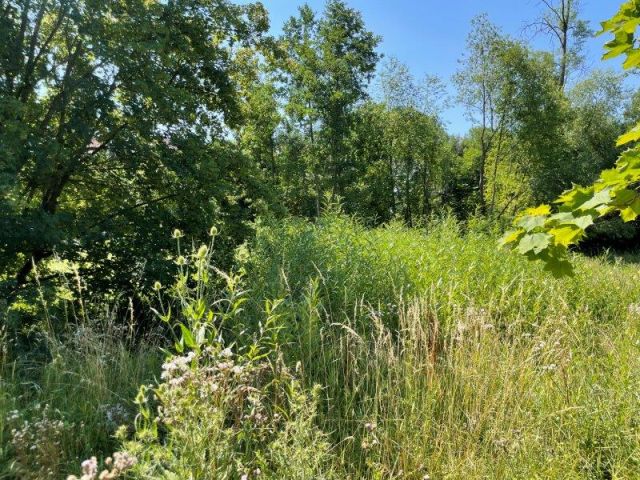 Blick auf Verkaufsfläche und Umgebung - Vertragsfreie mit Gehölzen bewachsene Fläche am Ortseingang von Kulmbach in Oberfranken