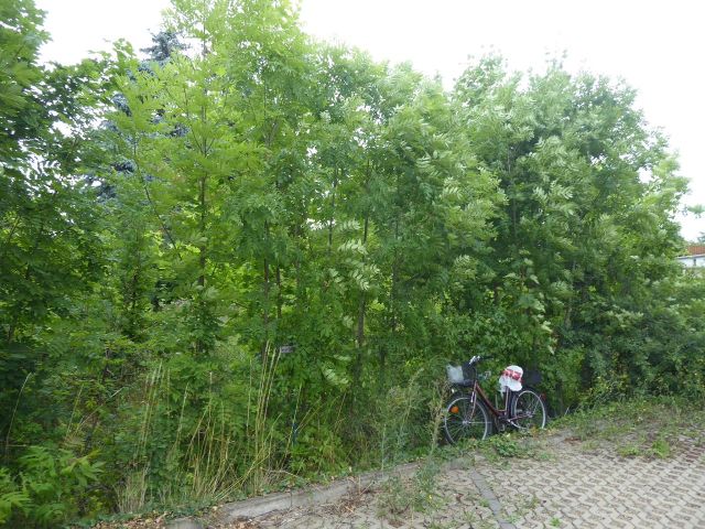Blick auf den Verkaufsgegenstand - Ehemaliger Garten in nördlicher Randlage der historischen Altstadt von Quedlinburg