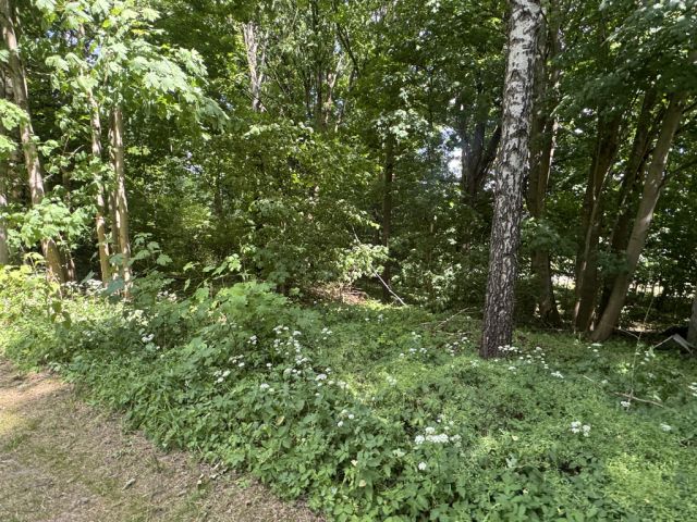 Verkaufsgegenstand - Verwildertes Grundstück mit Resten ehemaliger Stallgebäude **vertragsfrei**