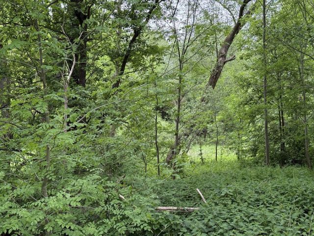 Blick auf Verkaufsfläche und Umgebung - Waldfläche und kleine Wegefläche in Chemnitz
