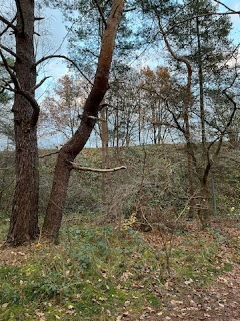 Blick auf Flurstück 80/31 und Umgebung - Zwei Wald-/Splitterflächen an der A7 nördlich von Hannover