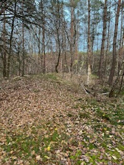 Blick auf Flurstück 82/6 und Umgebung - Zwei Wald-/Splitterflächen an der A7 nördlich von Hannover