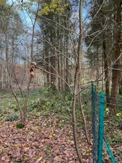 Blick auf Flurstück 82/6 und Umgebung - Zwei Wald-/Splitterflächen an der A7 nördlich von Hannover
