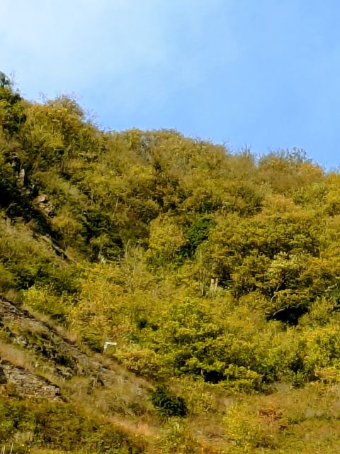 Blick auf Verkaufsfläche und Umgebung - Waldfläche oberhalb der Mosel am Aussichtspunkt Ediger Eller