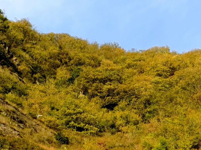 Blick auf Verkaufsfläche und Umgebung - Waldfläche oberhalb der Mosel am Aussichtspunkt Ediger Eller