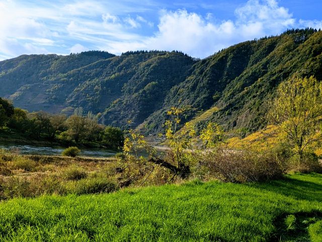 Blick in die Umgebung - Waldfläche oberhalb der Mosel am Aussichtspunkt Ediger Eller