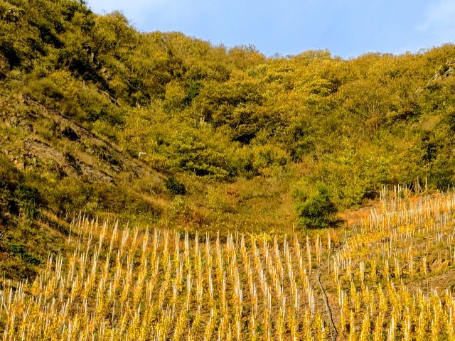 Blick auf Verkaufsobjekt und Umgebung - Waldfläche oberhalb der Mosel am Aussichtspunkt Ediger Eller