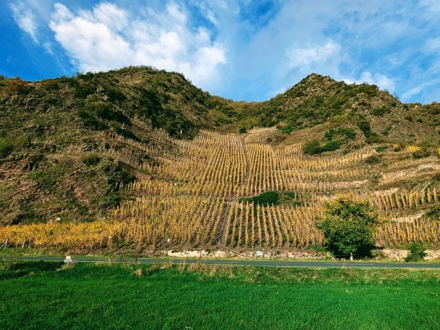 Blick Richtung Verkaufsobjekt und auf die Umgebung - Waldfläche oberhalb der Mosel am Aussichtspunkt Ediger Eller
