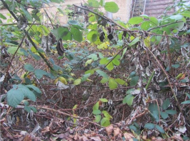 Hofbereich - Ruinöses ehemaliges Einfamilienhaus in Elsteraue **ca. 8 km nordwestlich von Zeitz**