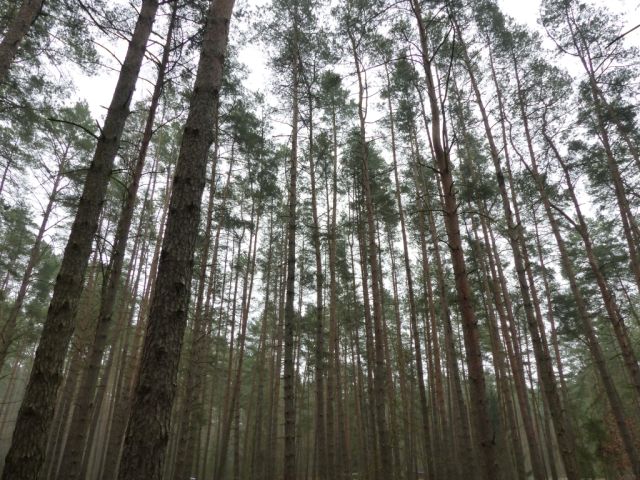 Bestand auf der Verkaufsfläche - Vertragsfreie Waldfläche am östlichen Ortsrand von Borkwalde neben und gegenüber von bebauten Grundstücken