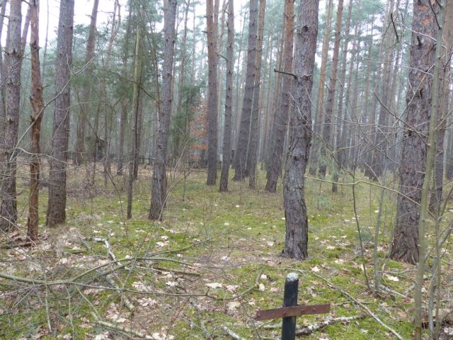 Blick auf Verkaufsfläche westliche Grundstücksgrenze und Umgebung - Vertragsfreie Waldfläche am östlichen Ortsrand von Borkwalde neben und gegenüber von bebauten Grundstücken