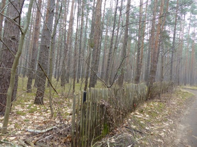 Blick auf südliche Grundstücksgrenze und Puschkinstraße - Vertragsfreie Waldfläche am östlichen Ortsrand von Borkwalde neben und gegenüber von bebauten Grundstücken