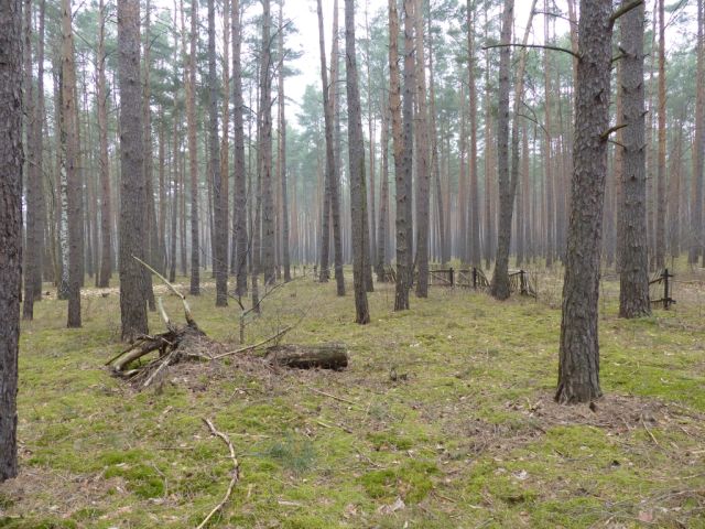 Blick auf Verkaufsfläche östliche Grundstücksgrenze und Umgebung - Vertragsfreie Waldfläche am östlichen Ortsrand von Borkwalde neben und gegenüber von bebauten Grundstücken