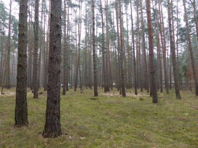 Blick auf Verkaufsfläche und Umgebung Richtung Puschkinstraße - Vertragsfreie Waldfläche am östlichen Ortsrand von Borkwalde neben und gegenüber von bebauten Grundstücken