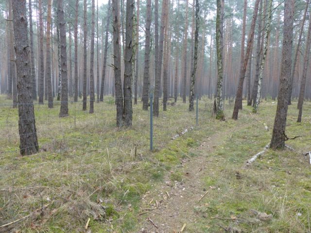 Blick auf Verkaufsfläche nördliche Grundstücksgrenze und Umgebung - Vertragsfreie Waldfläche am östlichen Ortsrand von Borkwalde neben und gegenüber von bebauten Grundstücken