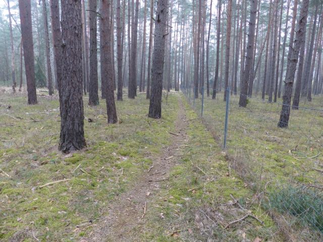 Blick auf Verkaufsfläche nördliche Grundstücksgrenze und Umgebung - Vertragsfreie Waldfläche am östlichen Ortsrand von Borkwalde neben und gegenüber von bebauten Grundstücken