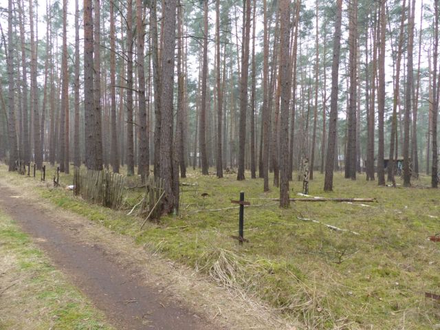 Blick auf Verkaufsfläche östliche Grundstücksgrenze und Umgebung - Vertragsfreie Waldfläche am östlichen Ortsrand von Borkwalde neben und gegenüber von bebauten Grundstücken