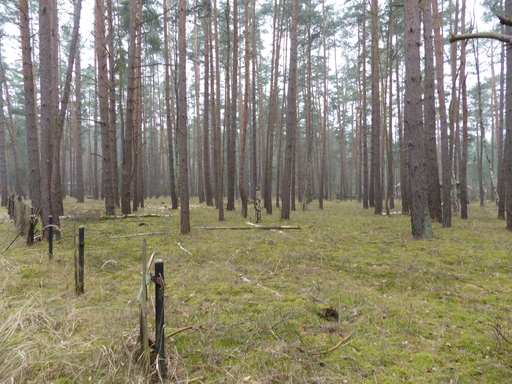 Vertragsfreie Waldfläche am östlichen Ortsrand von Borkwalde neben und gegenüber von bebauten Grundstücken