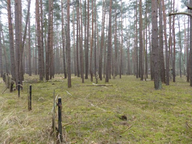Blick auf Verkaufsfläche östliche Grundstücksgrenze und Umgebung - Vertragsfreie Waldfläche am östlichen Ortsrand von Borkwalde neben und gegenüber von bebauten Grundstücken