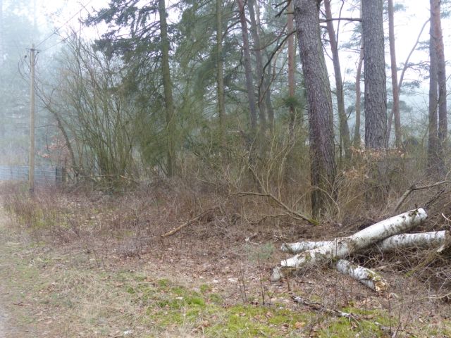 Blick auf Verkaufsfläche und Umgebung vom Brücker Weg - Vertragsfreie Waldfläche angrenzend an bebaute Grundstücke unweit des Ortskerns von Borkwalde